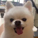 두리비어 이미지