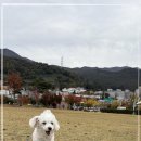 상상도그 | 양산애견유치원, 댕댕이 천재설 입증한 디엠 다우리 도그 센터 리얼 후기