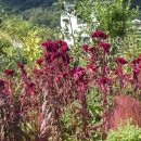 맨드라미 화단 이미지