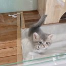 대전고양이분양 루나캣 이미지