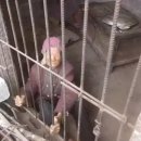 돼지우리 이미지