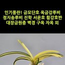 인기풍란! 금모단호 옥금강루비 정지송루비 진학 서운호 횡강호반 대장금원종 벽경 구옥 자옥 외 이미지