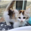 상상도그 이미지