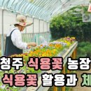 청주 식용꽃 농장 소개! 식용꽃은 어디로 팔리고 어떻게 체험할 수 있나요? [더자람TV]원예체험교육 구독자 1.15천명 이미지