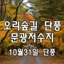 속리산 법주사 오리숲길 단풍 + 말티재 + 문광저수지 은행나무길 이미지