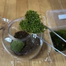 책상 위의 작은 정원, 테라리움 만들기 이미지