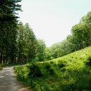 숲에 머물다 이미지