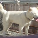 차지킴이 이미지