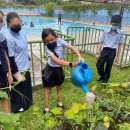 AHIS- Ecoschool Club members-working in the Ecoschool Urban Farm 이미지