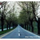 청주가로수길 이미지