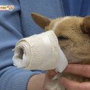 누렁이농장 이미지