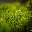 고삼목장 이미지