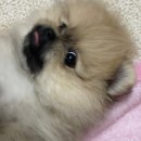송또리네