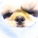 펫츠나라동물병원