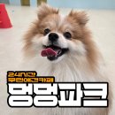 멍멍스타 | 24시간 이용 가능한관악구 애견카페 발견 :: 애견카페 멍멍파크