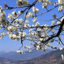 섬진강매화로 이미지