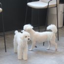 라이프 오브 라일리(Life of Riley) | 구리 갈매 애견 카페 겸 애견유치원 댕댕이들의 파라다이스~ 라이프오브라일리로 오세욤~~