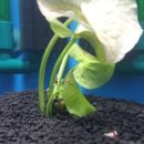 모스플렌트