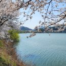 고복저수지의 벚꽃 구경 이미지