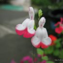 산다오