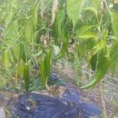 억새풀농장 이미지