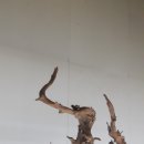 조록나무 뿌리 형상물 이미지