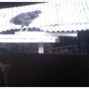 월하농장 이미지