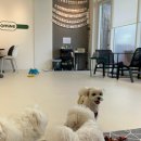 아이뽀 애견 유치원 호텔 | 청라 오미네카페&amp;애견유치원호텔 주말 방문후기