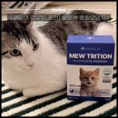 고양하나로약국 | [고양이 영양제 추천] 올포캣 종합영양제 솔직후기✍️