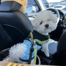 이아빌리지2 | 거제이아빌리지_애견동반풀빌라