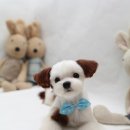 쭈 애견미용 이미지