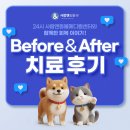 파우 동물병원 | 용인2차동물병원 사람앤동물메디컬센터 치료 후기