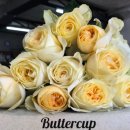 버터플랜트