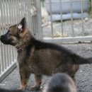 셰퍼트 분양 이미지