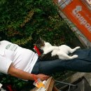 뚱보 고양이 이미지