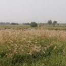 시흥 갯골생태공원 이미지