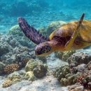 거북마루로 이미지