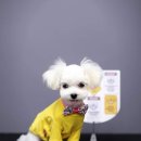 멍멍뷰티 이미지