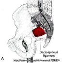 좌골신경통의 주범( Piriformis) 이미지