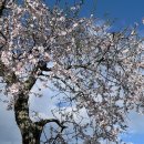 아몬드(Almond)