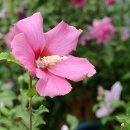 화성무궁화 이미지