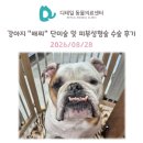 우동물병원 | 철산 동물병원) 강아지 "배찌" 단미술(꼬리자름술) 수술 후기