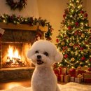 욜랑욜랑 이미지