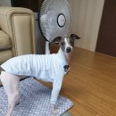 홍바비앙