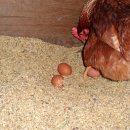 꼬꼬체험장 이미지