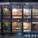 고려애견 이미지