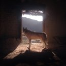 행복한개 이미지