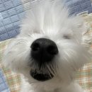 코봉이 이미지