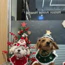 동물병원 왓슨 이미지