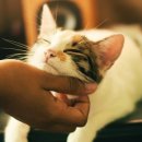 날으는고양이 이미지